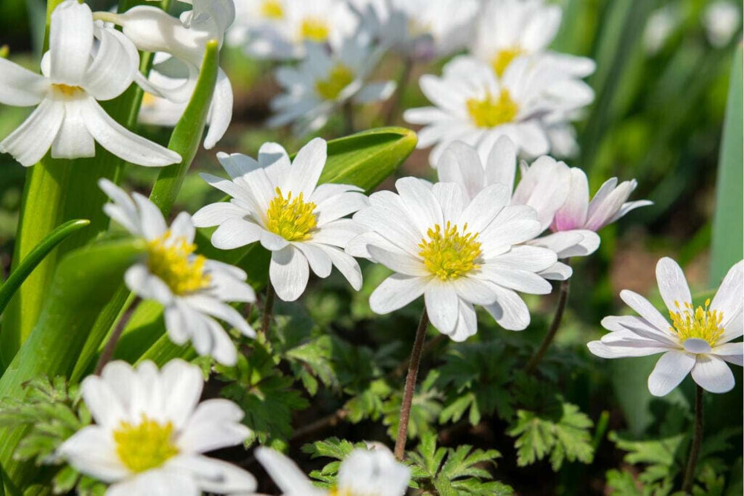Anemoon White Splendour met stralend witte bloemen in de halfschaduw onder struiken